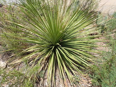 Dasylirion leiophyllum