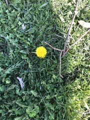 Taraxacum
