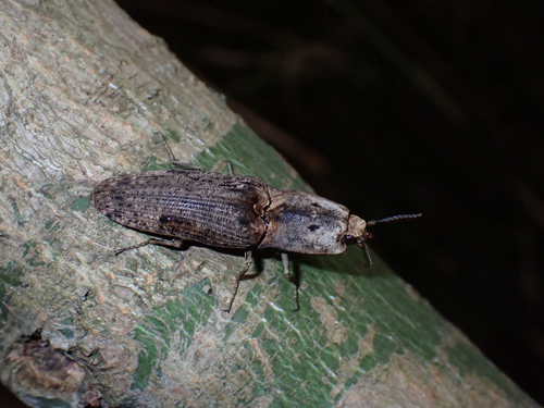 Cryptalaus larvatus