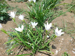 Zephyranthes nelsonii