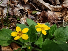 Chrysogonum