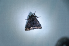 Catephia alchymista