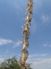Dasylirion leiophyllum