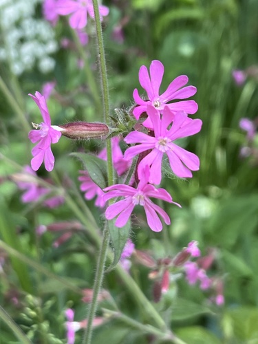 red campion