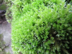 Mnium stellare