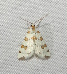 Conchylodes octonalis