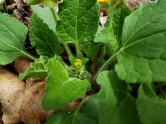 Chrysogonum
