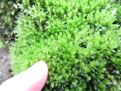 Mnium stellare