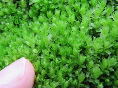 Mnium stellare