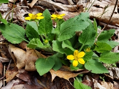 Chrysogonum