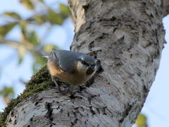 Sitta europaea caucasica