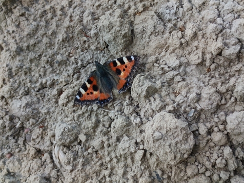 Small Tortoiseshell