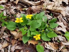 Chrysogonum
