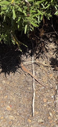 Erhard's Wall Lizard