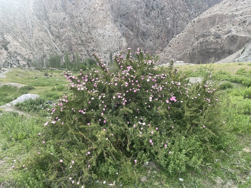 Sandrose Mallow
