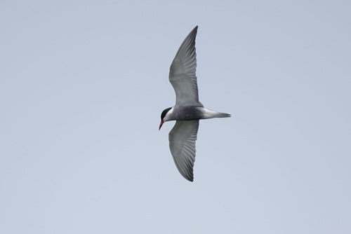 iNaturalist image