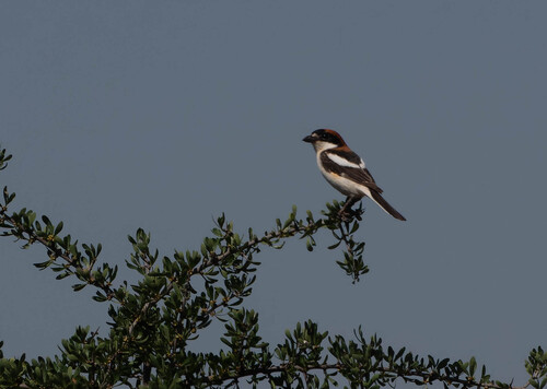 Woodchat Shrike
