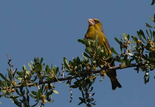 European Greenfinch