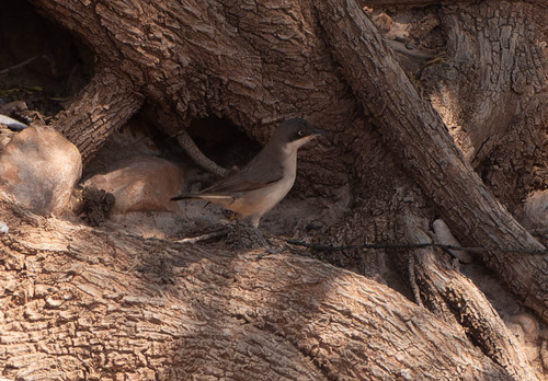 Western Orphean Warbler
