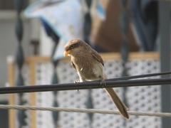 Lanius corvinus