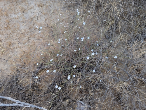 field bindweed