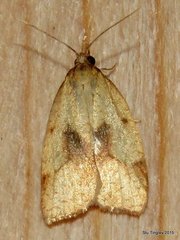 Sparganothis xanthoides