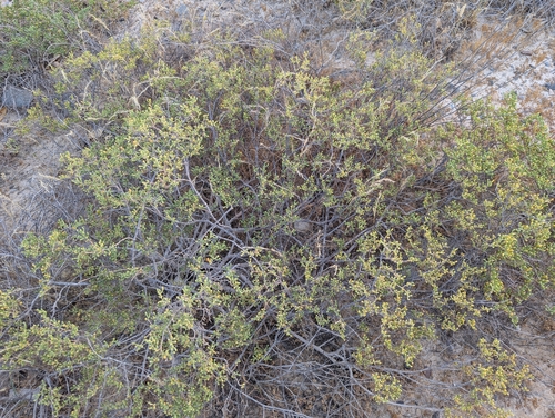 Zygophyllum qatarense