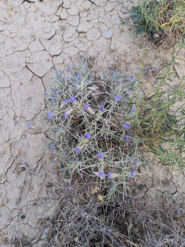 eyelash plant