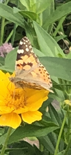 Painted Lady