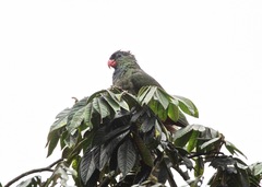 Pionus sordidus