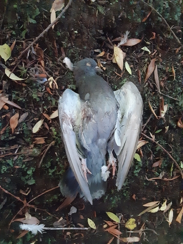Feral Pigeon