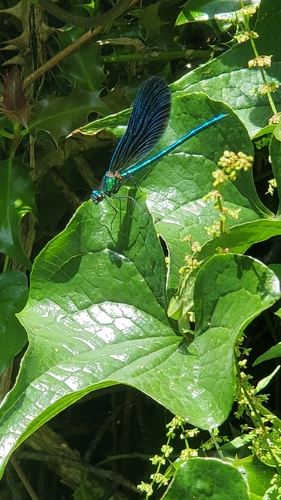 Beautiful Demoiselle