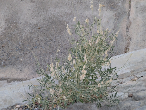 Tephrosia nubica
