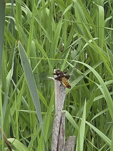 Broad-bodied Chaser