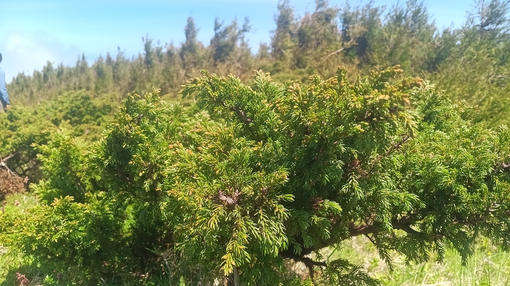 Juniperus brevifolia; photograph author not stated, no rights reserved