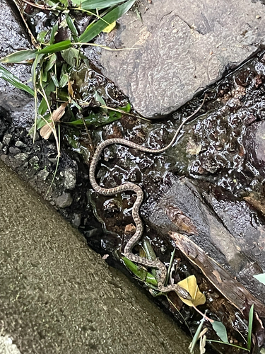 Japanese Ratsnake
