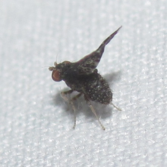 Trypetisoma sticticum