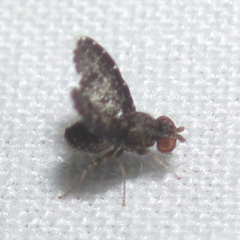 Trypetisoma sticticum