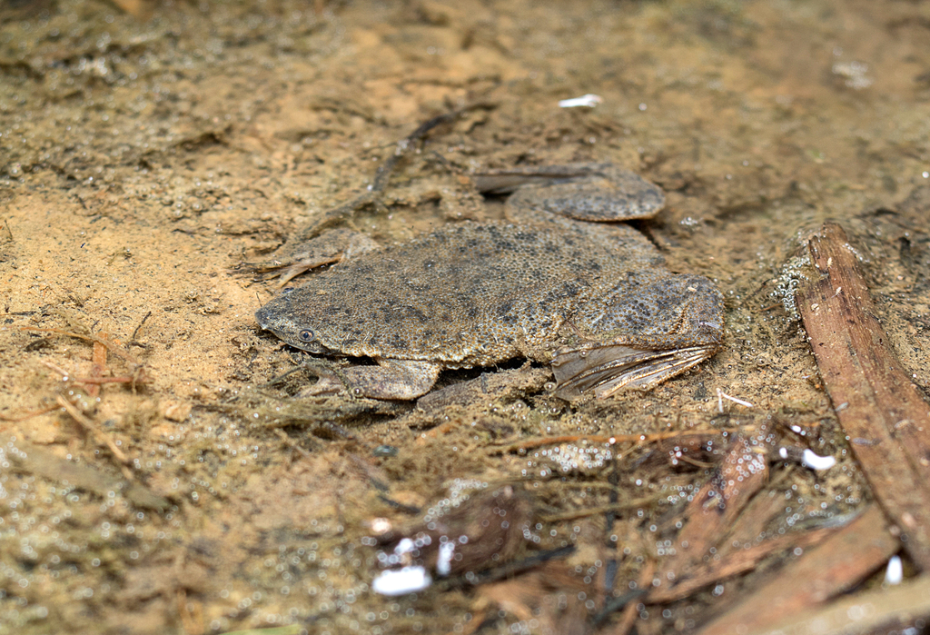 Myers' Surinam Toad