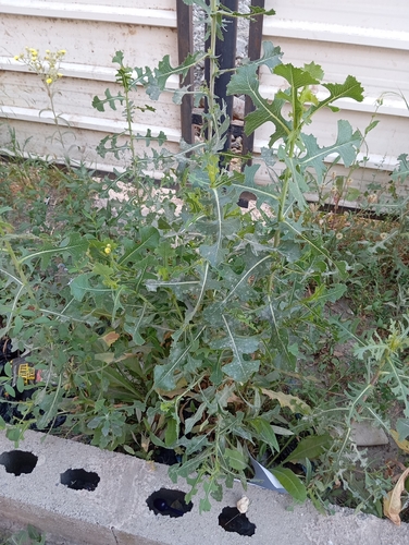 prickly lettuce