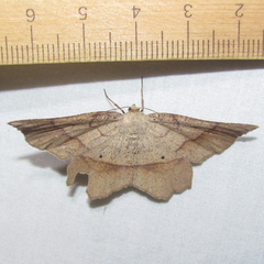 Euchlaena marginaria