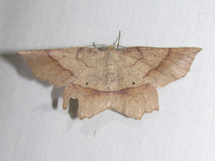 Euchlaena marginaria