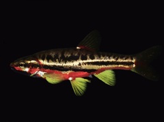 Mountain Redbelly Dace photo 3