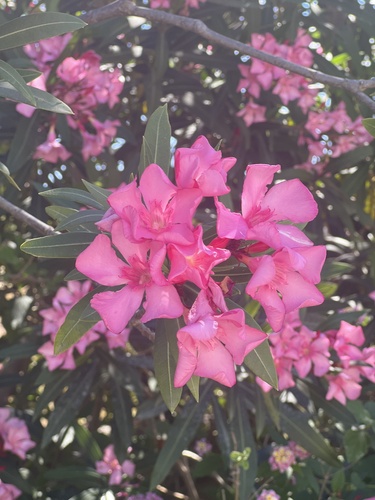 oleander
