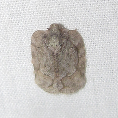 Flataloides scabrosus