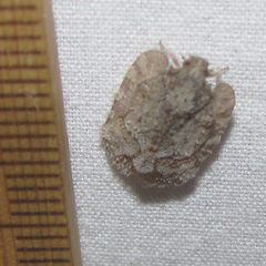 Flataloides scabrosus