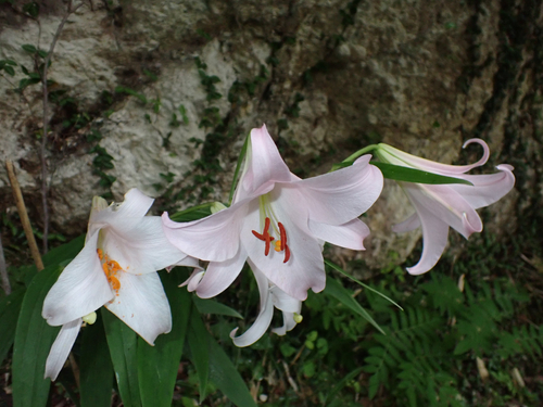 Bamboo Lily