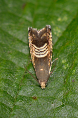 Grapholita compositella