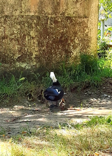 Domestic Muscovy Duck