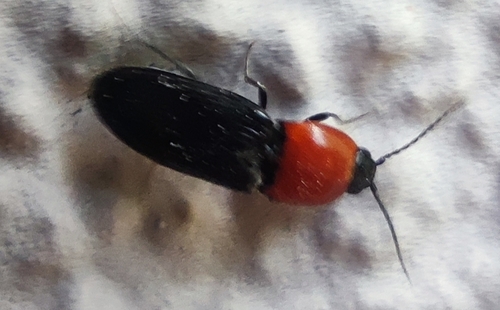 Cardiophorus gramineus